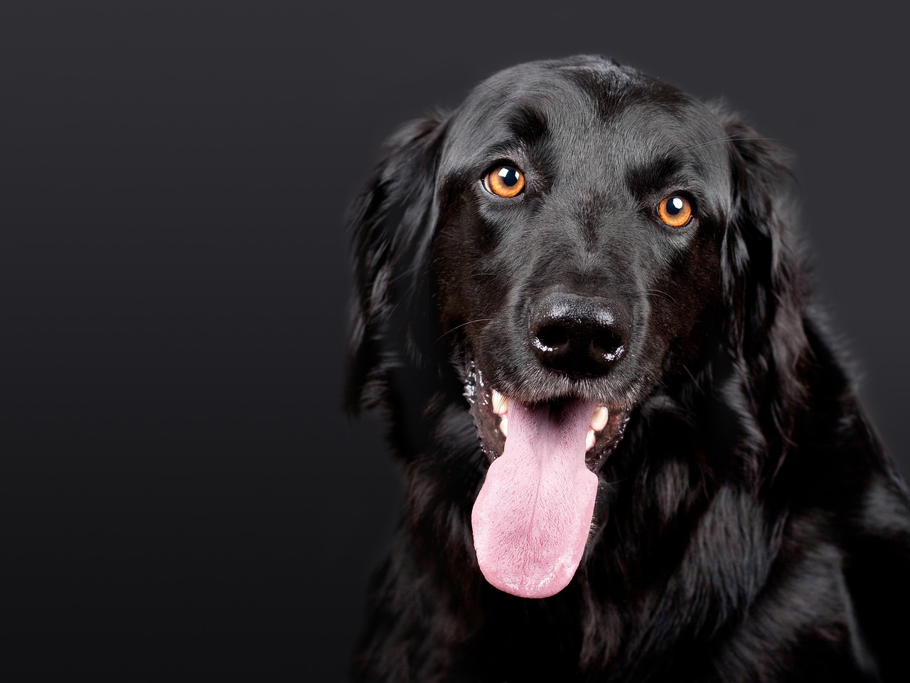pet vets